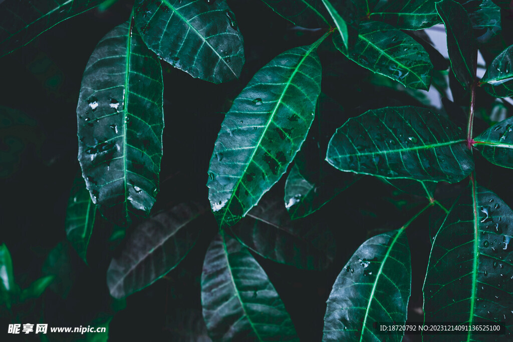 植物背景底纹