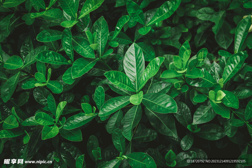 植物背景底纹