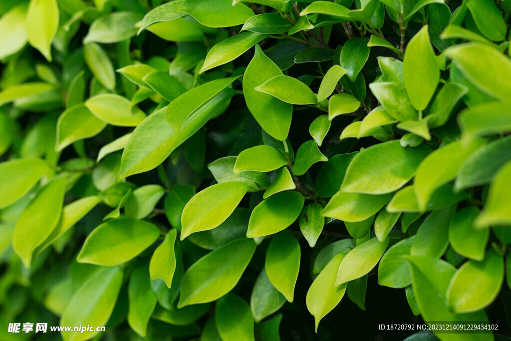 植物背景底纹