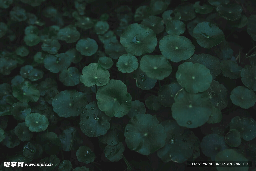 植物背景底纹