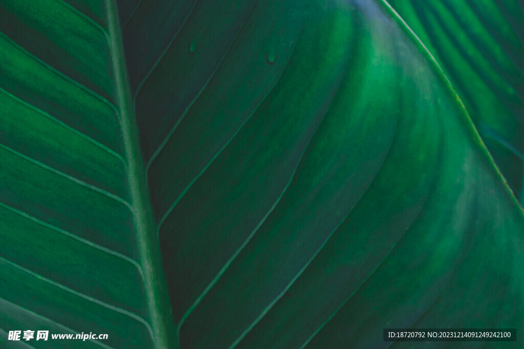 植物背景底纹