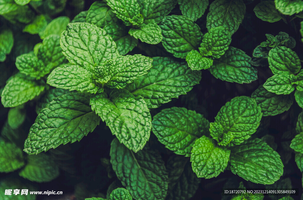 植物背景底纹