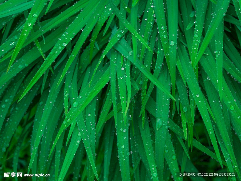 植物背景底纹