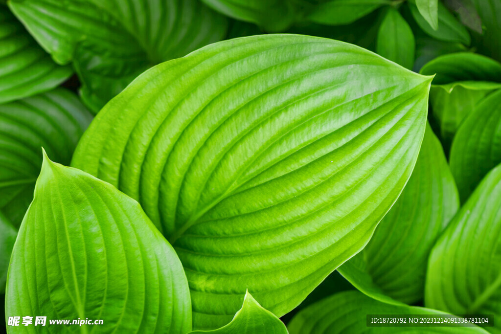 植物背景底纹