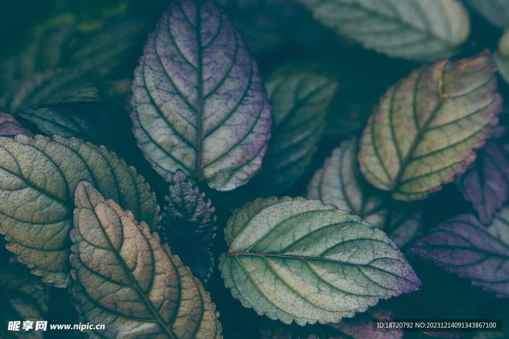 植物背景底纹
