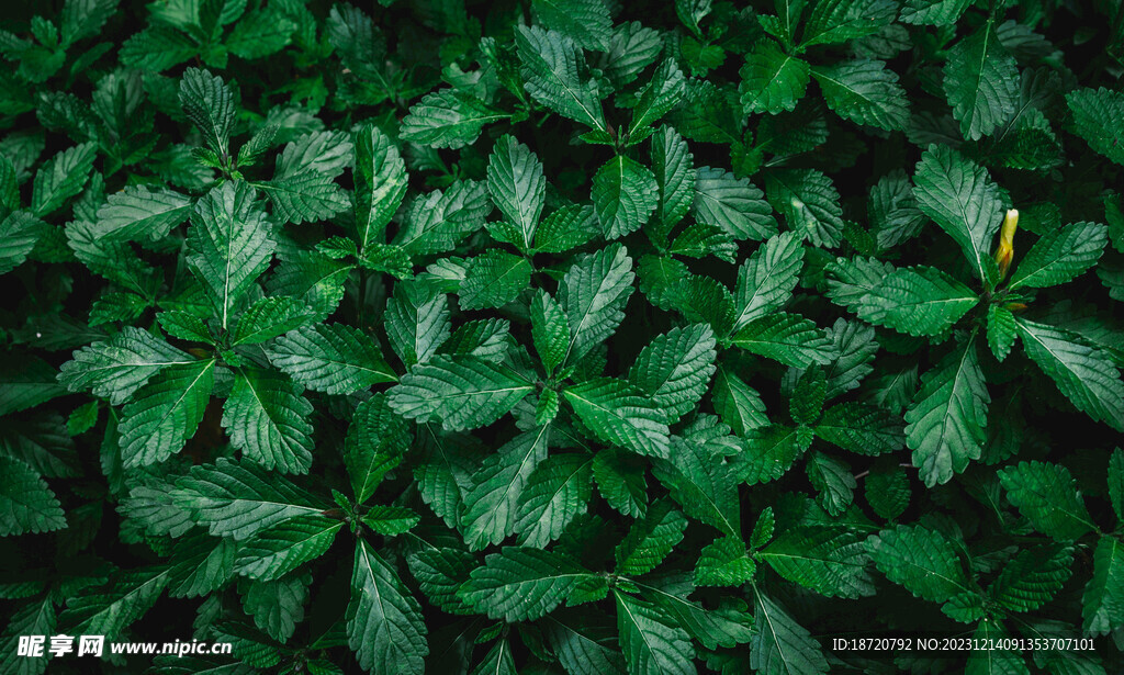 植物背景底纹