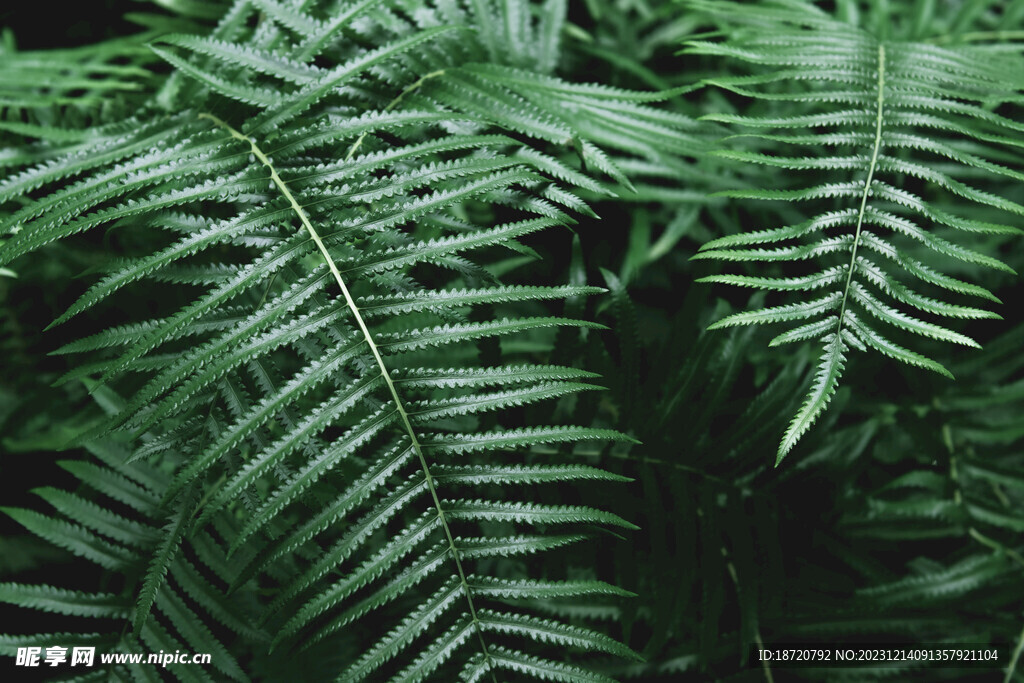 植物背景底纹