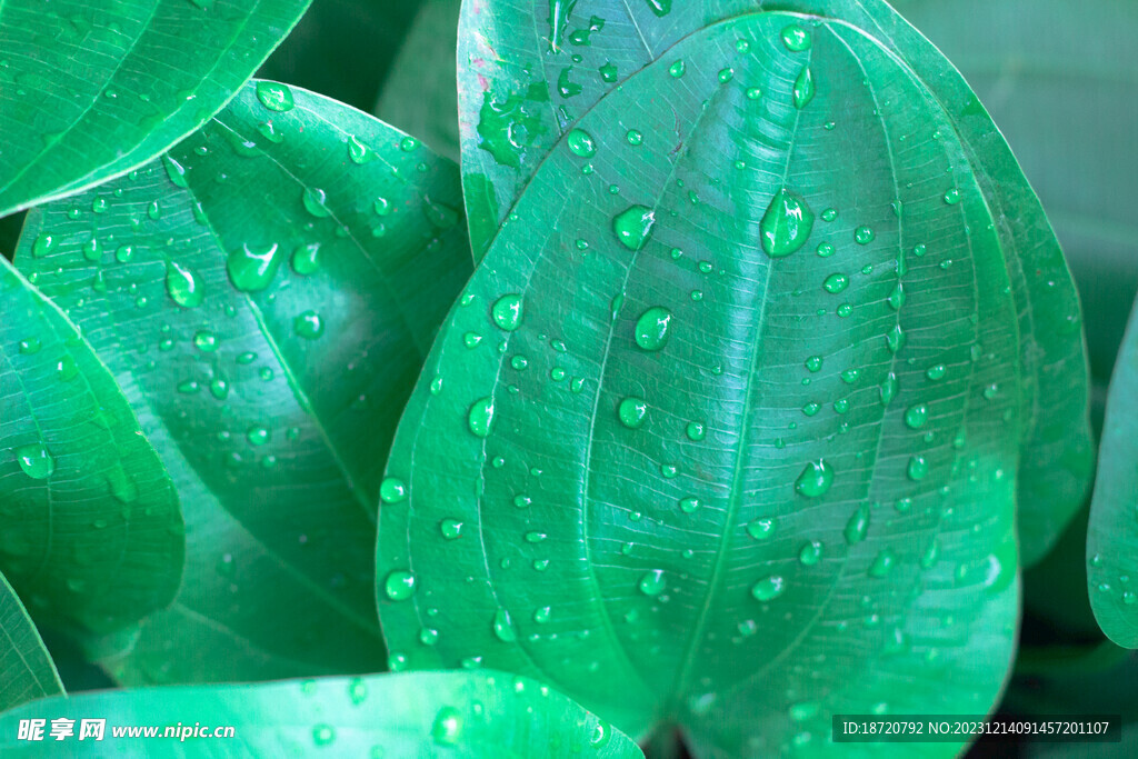 植物背景底纹