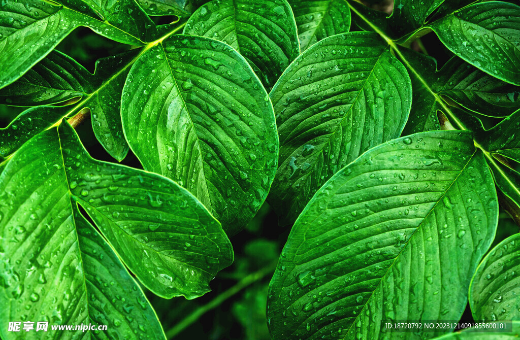 植物背景底纹