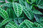 植物背景底纹