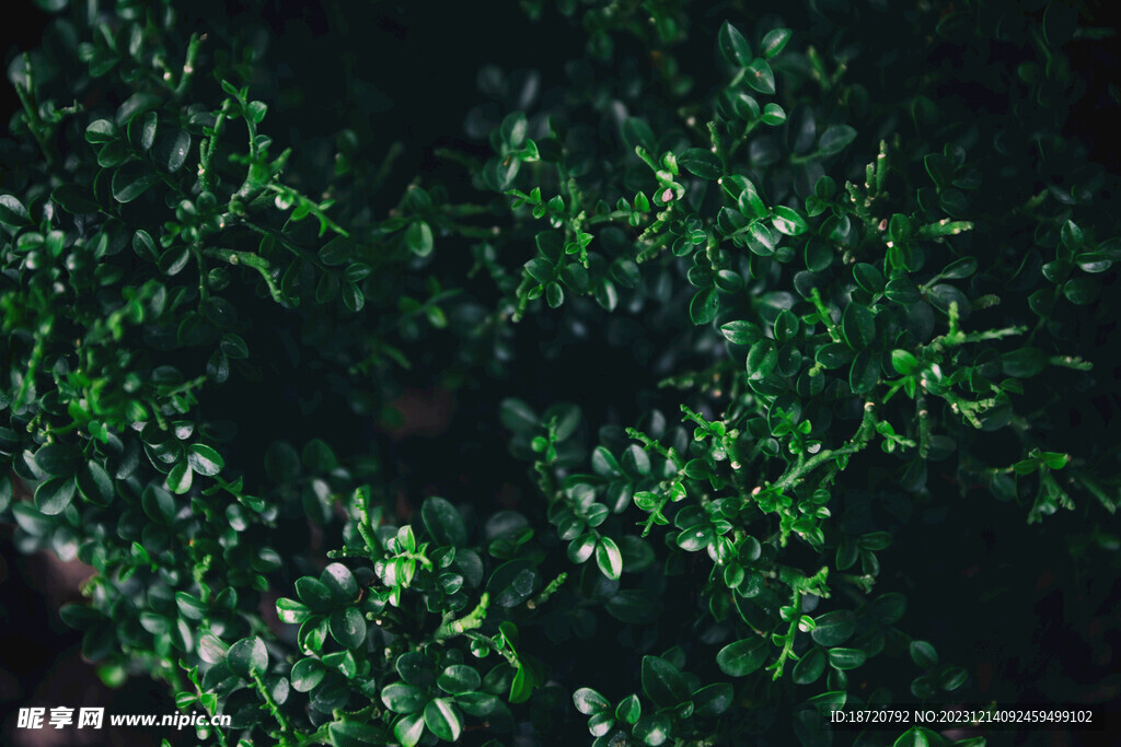 植物背景底纹