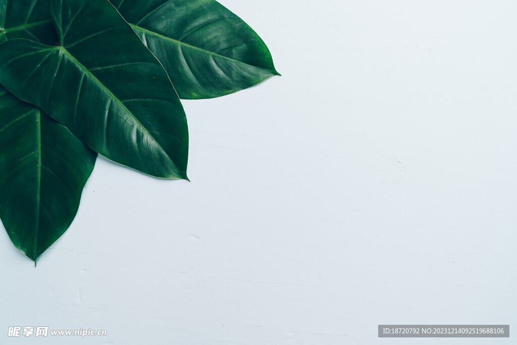 植物背景底纹
