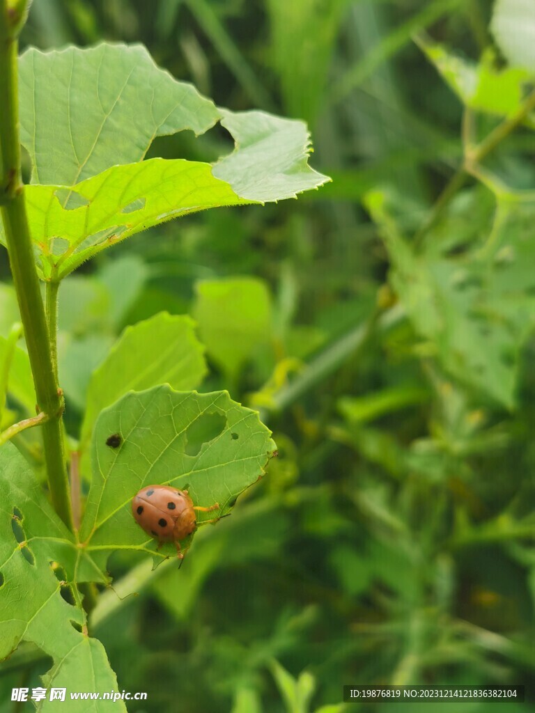 瓢虫壁纸