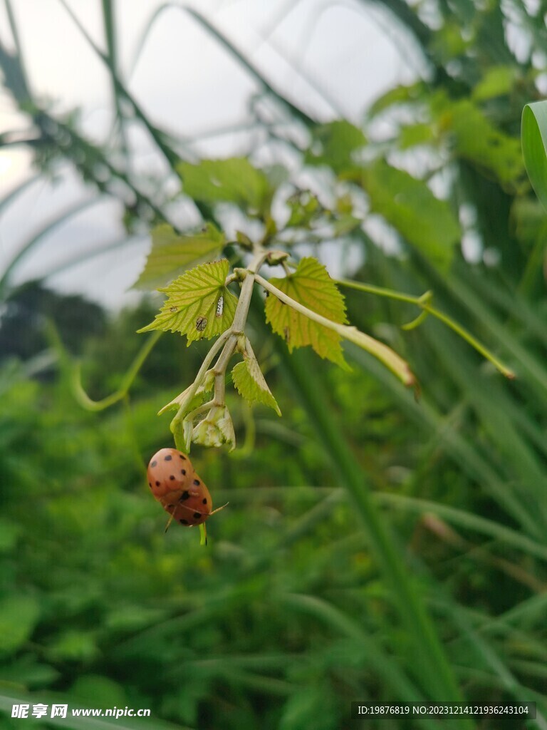 自然风景