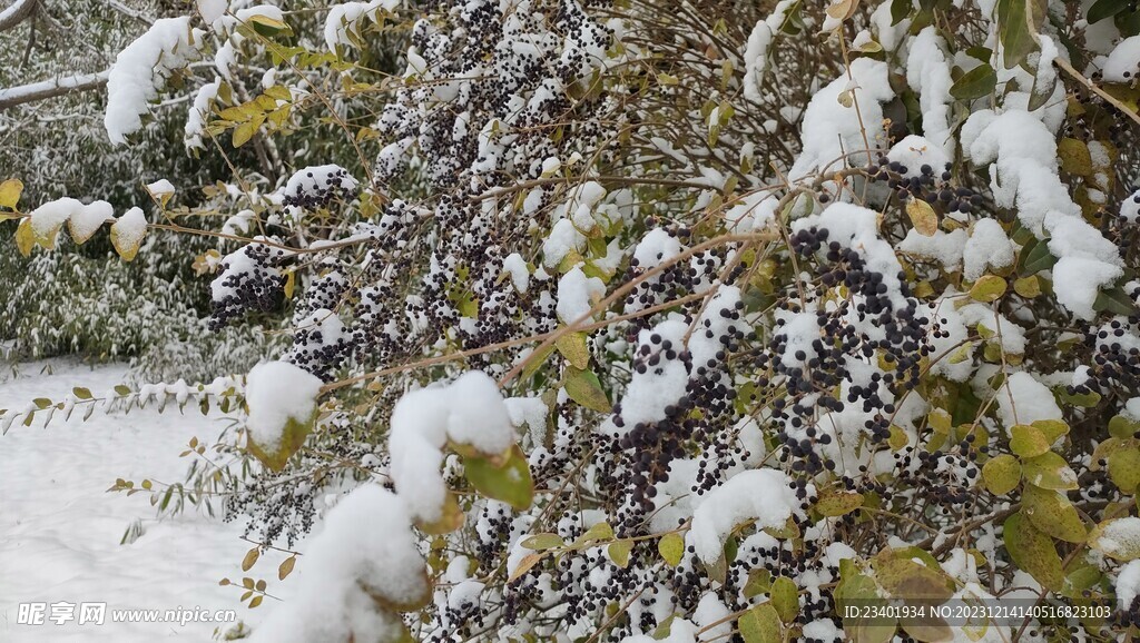 冬季雪景灌木丛