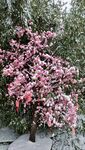 冬季雪花祈福粉色樱花树