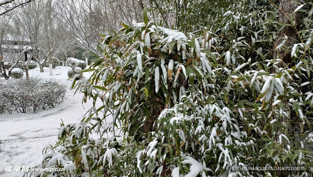 冬季雪花竹子