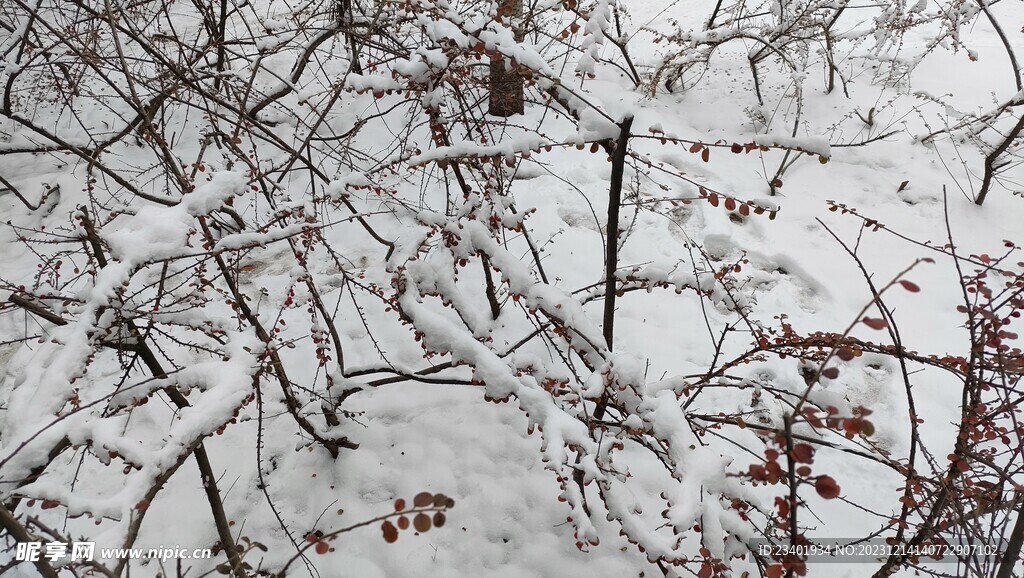 冬季雪花灌木丛