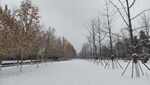 冬季雪景树木道路