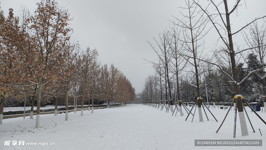 冬季雪景树木道路