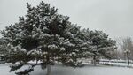 冬季雪景树木