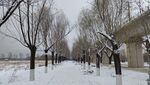 冬季雪景道路树木