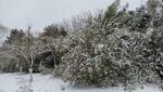 冬季雪景雪天树木