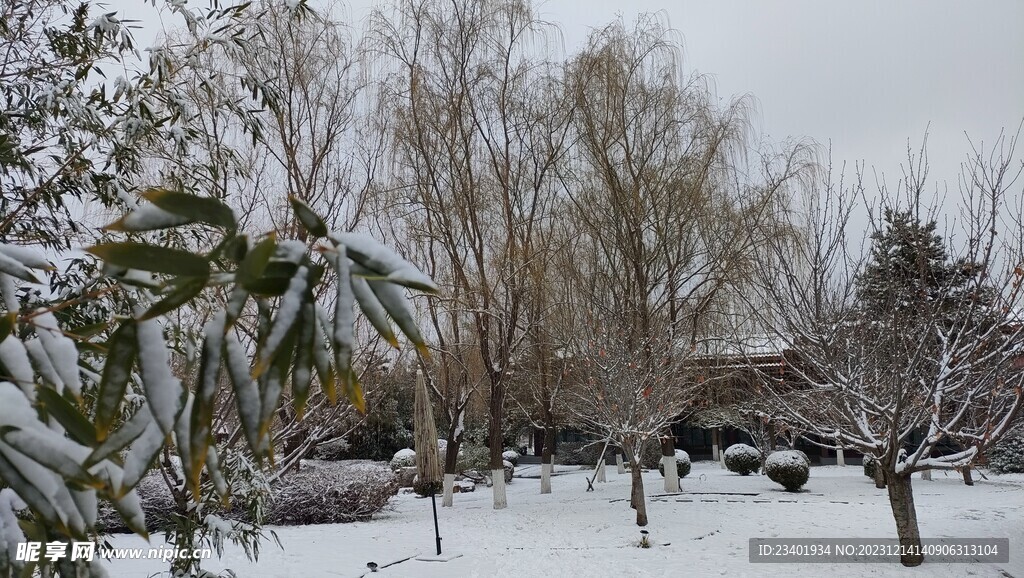 冬季雪景雪天树木