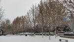 北京园博园雪天雪景树木