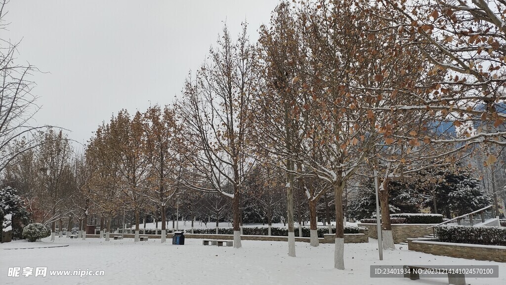 北京园博园雪天雪景树木