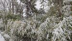 北京冬季雪天下雪竹子