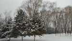 北京园博园下雪天松树柳树