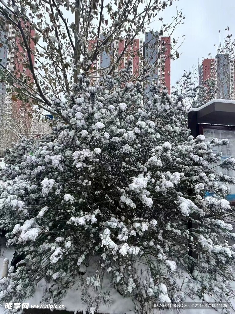 雪