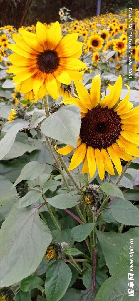 向日葵 山姜花 鬼姜花