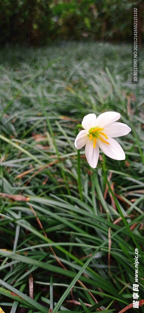 麦冬花朵麦冬草