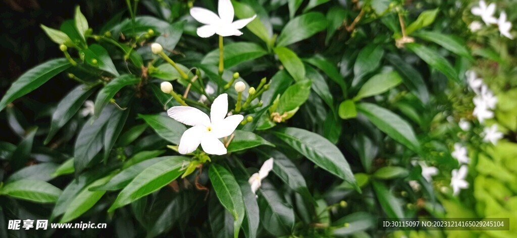 狗牙花栀子花