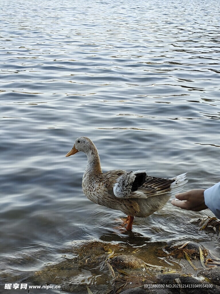 水边鸭子