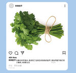 新鲜欧芹