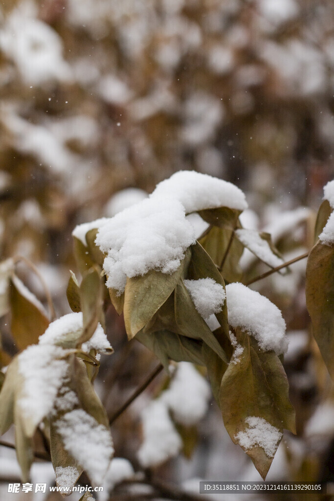 树枝上的积雪