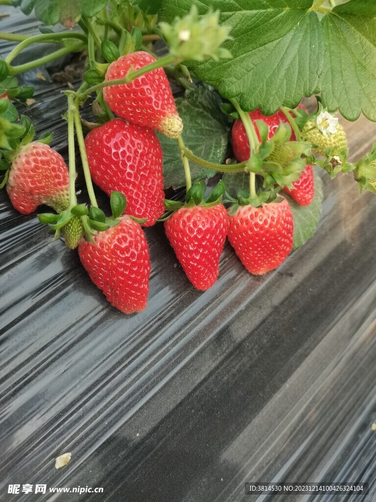 草莓现摘