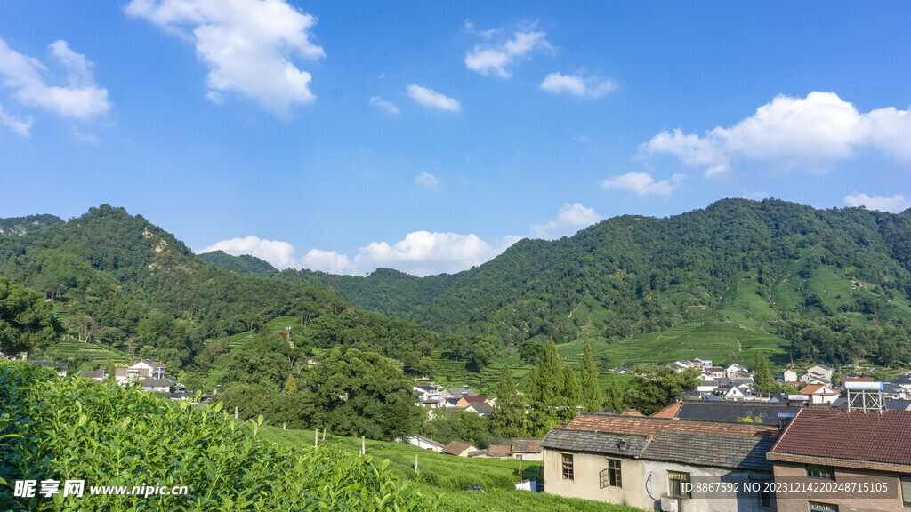 茶山自然风景