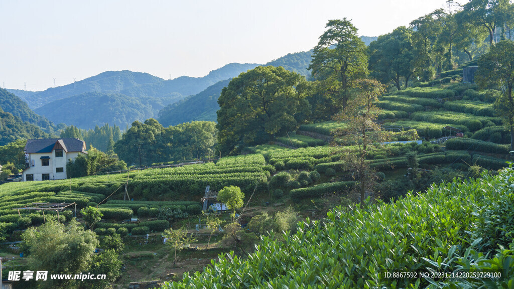 田园茶山风景