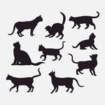猫