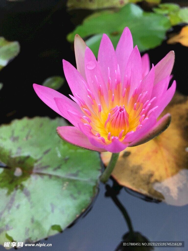 睡莲