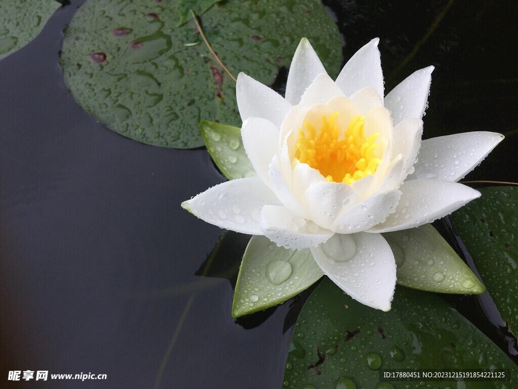睡莲