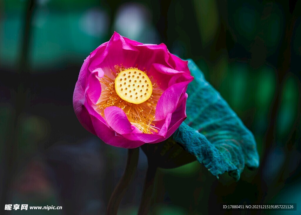 荷花