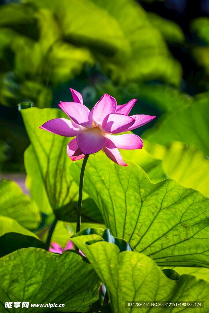荷花