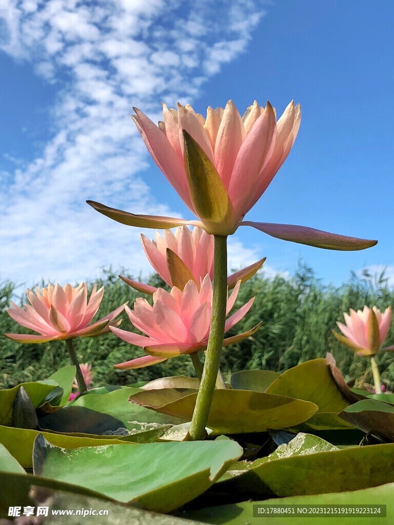 睡莲