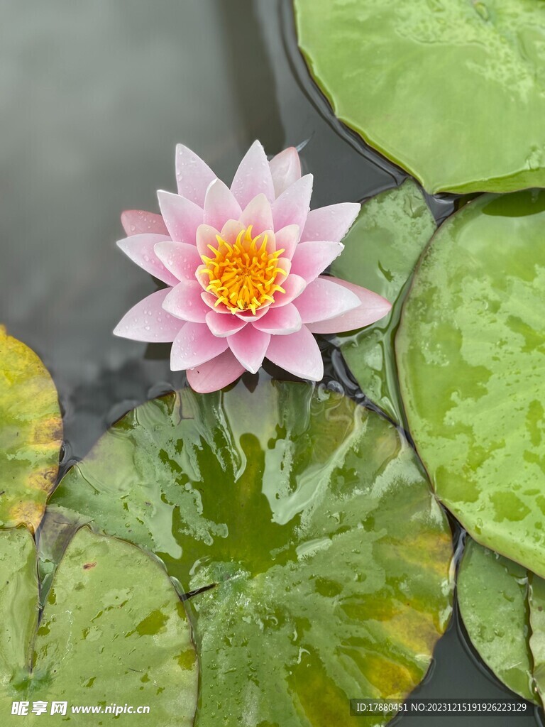 睡莲