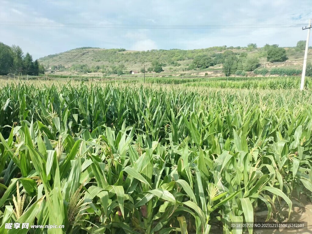 玉米田地景色